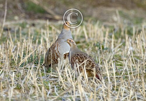 Pair Grey Partridges DM0526